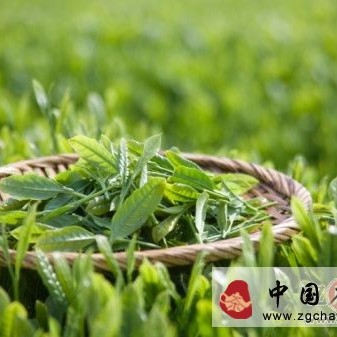 The Story of Huangshan Maofeng