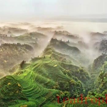 Fingerprint of the Earth in Jingu Village, Ming Shan District