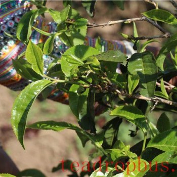 Features of Mansong Pu-er Tea