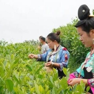 Danzhai County-s Longquan Town Diligently Pursues "Tea Industry Plus"