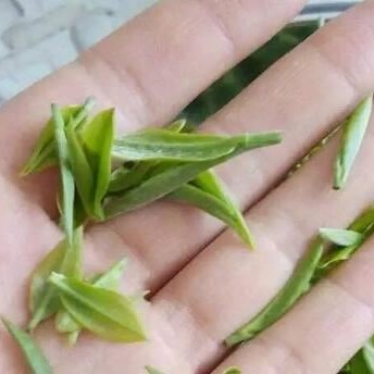 Big Data on Tea Drinking, Finally Understanding Why Tea Is So Important