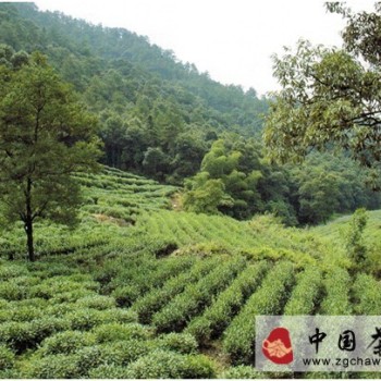 Planting Techniques for Huangshan Maofeng Organic Tea