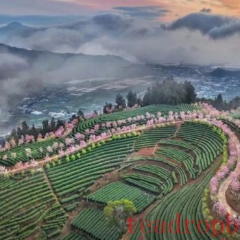 Ancient Perceptions of Fujian Tea: Frugality, Beauty, Harmony, and Reverence – Refreshing Joys of the Human Realm