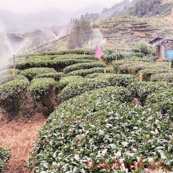 Smart Technologies Accelerate Tea Production —— Observations on the Promotion of High-Quality Development in the Tea Industry through Improved Agricultural Mechanization in Our City