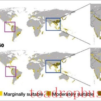 Climate Change Redraws Global Tea Map