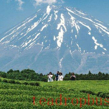 Surging Japanese Tea Exports Face Formidable Tariff Speed Bump