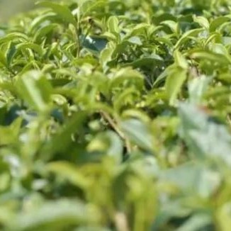 Exploring the Secrets of Longjing Tea: Savoring the Aroma of a Thousand Years of History and Culture