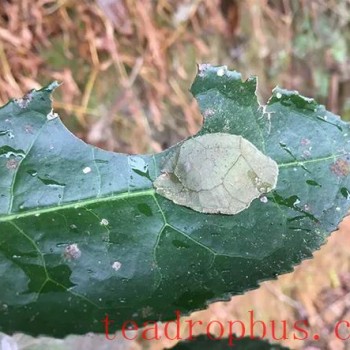 Identification and Control of the Tea Tree Pest Nosophora semitritialis