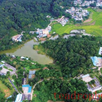 Yiwu, the Birthplace of Pu-er Tea Revival