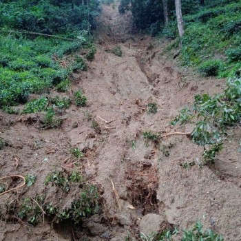 Tea Belt in Northeastern India Ravaged by Rains and Flooding