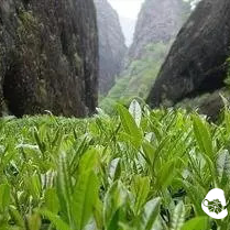 To Understand Rock Tea, First Learn to Appreciate Its Aroma