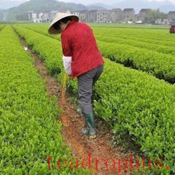 Scientific Fertilization for Green, High-Yield, and Efficient Tea Production