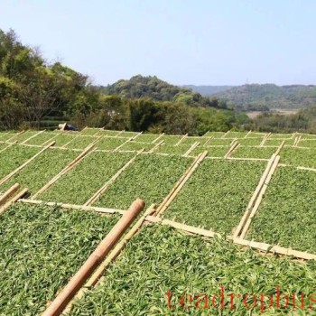 White Tea — A Treasure Refined by Time