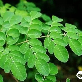 Moringa Tea for Health and Wellness: Effective Detox, Hangover Relief, and Blood Sugar Reduction