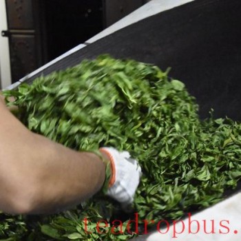 The Main Purpose of Fixation in Pu-er Tea Production