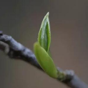 Drinking Spring Tea: Things You Should Know First