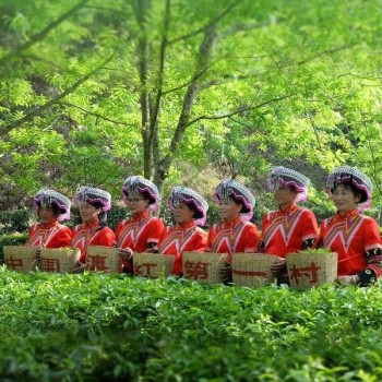 Dianhong’s Premier Village: The Fragrant Tea of Anshi