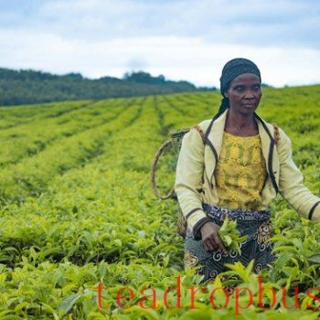 Kenya Suspends Rainforest Alliance Certification Nationwide