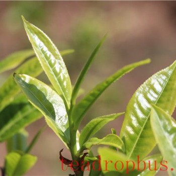 Puer Tea "Pure Material": Is It Really Pure?