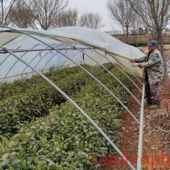 Guidance on Measures for Tea Trees in Rizhao City to Cope with Persistent Rain, Snow, and Freezing Weather