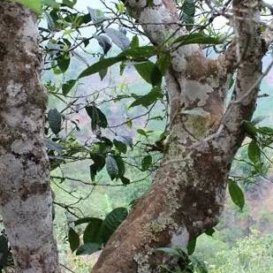 The Sweetness and Aged Aroma of Pu-erh Tea