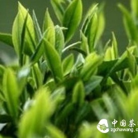 The Past and Present of Green Tea