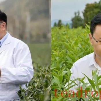 Talking About the Past and Present: Healthy Tea Drinking, Insights from Academicians in the Tea Industry