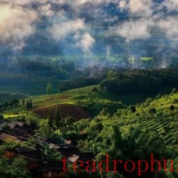 Sweet Mountain Ridges and the Fragrant Jingmai — World Heritage: The Ancient Tea Forest Cultural Landscape of Pu-er Jingmai Mountain