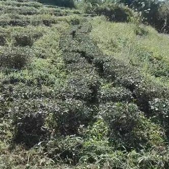 What is Green Weed control in tea gardens? An introduction to the development and application of green weed control technology in tea gardens