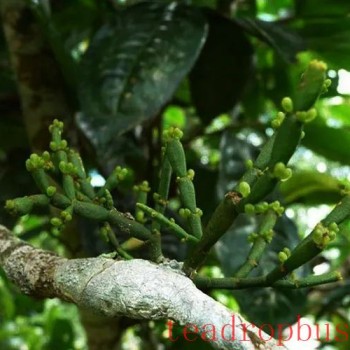 Puer Tea-s Perfect Companion: &quot;Crab-s Claw&quot;