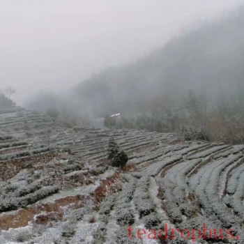 Technological Measures for Recovery of Tea Gardens After Cold-Snap and Snow Disasters