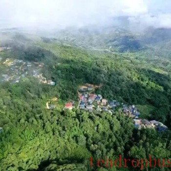 Tea Fragrance in Xishuangbanna: The Famous Pu-er Mountain, Pasha Tea Mountain