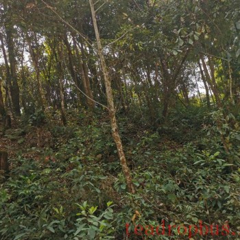 Yiwu Tea Region 2024 Spring Tea Prices How Much