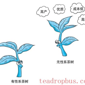 Q&A on Scientific Tea Planting: Why Should We Plant Clonal Tea Varieties?
