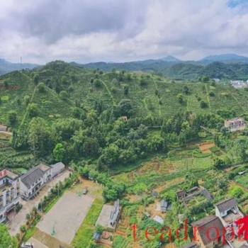 Quality Standards Dual Drive Empowers the Development of the Liubao Tea Industry: Wuzhou City Deepens the Implementation of the "Quality-Strong Wuzhou" Strategy to Enhance the Quality Competitiveness of the Liubao Tea Industry