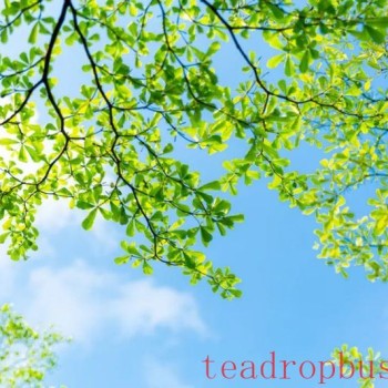 The heat of summer will pass, time is endless; enjoy a good cup of tea and spend the summer in peace!