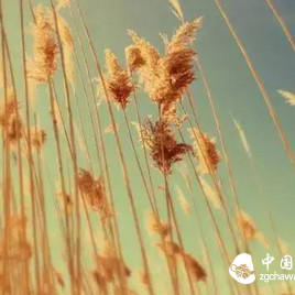 Tea Play Mix and Match Can Have Such a Flavor, You Might Not Know Yet!