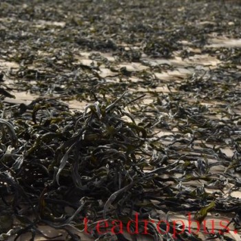 What is the Charm of Yiwu Tea?