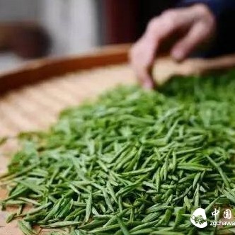 Good New Tea Is Chosen Like This