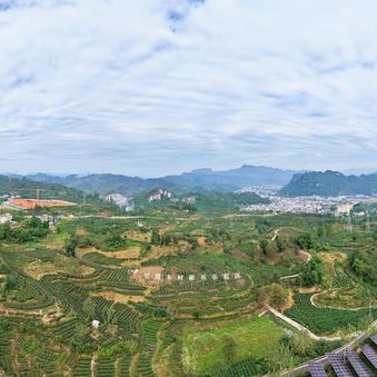 New Production Line Boosts Yunnian Tea Industry-s Rising Popularity