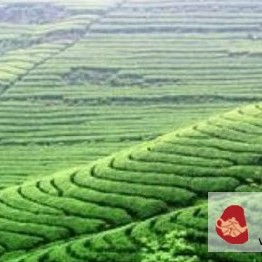 All About Tea, Are You Drinking It Right, Tea Enthusiasts?