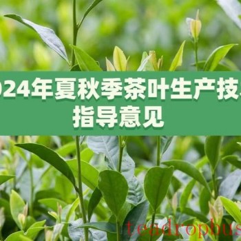 Technical Guidelines for Tea Production in Summer and Autumn 2024 Released by the Ministry of Agriculture and Rural Affairs