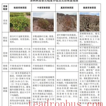 Guidelines for High-Temperature Drought Early Warning and Disaster Mitigation Measures in Tea Gardens