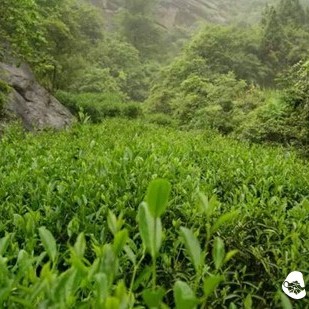 Don't Let 'Worry-Relieving Tea' Become 'Worry-Increasing Tea'