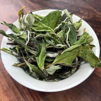 Shoumei: The "Cinderella" of White Teas