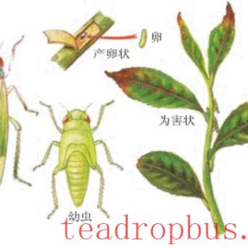 The Occurrence Pattern and Control Techniques of the Tea Green Leafhopper