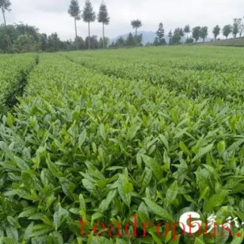 After 16 Years, His "Qian Tea No.1" Is Cultivated Over 40,000 Mu