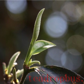 Taste Characteristics of Bingdao Old Village Tea