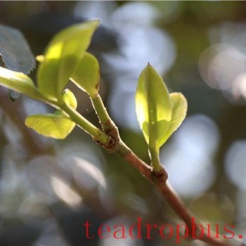Why is Early Spring Tea Mild in Flavor?