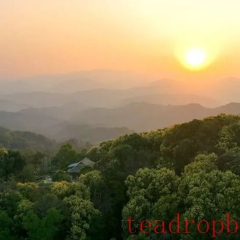 The Thousand-Year Tea Growers: The Bulang People of Yunnan